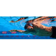 Finis Fulcrum Antebrat adulti