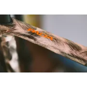 Bicicleta gravel Basso Palta II ARTbound GRX820 2x12 - editie limitata, cadru pictat manual