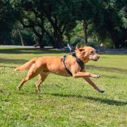 Ham de prindere pentru animale Insta360 - mărimea L