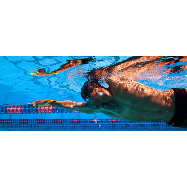 Finis Fulcrum Antebrat adulti