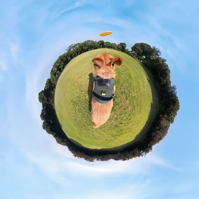 Ham de prindere pentru animale Insta360 - mărimea L